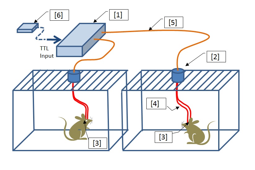 in-vivo   Optogenetics-LED光源（2波長2軸出射タイプ）の画像4